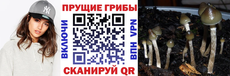 Псилоцибиновые грибы Cubensis  Купить где  Лобня 
